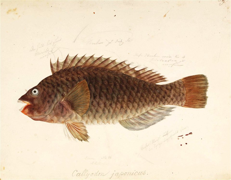 Naturalis Biodiversity Center - RMNH.ART.47 - Leptoscarus japonicus (Valenciennes) - Kawahara Keiga - 1823 - 1829 - Siebold Collection - pencil drawing - water colour