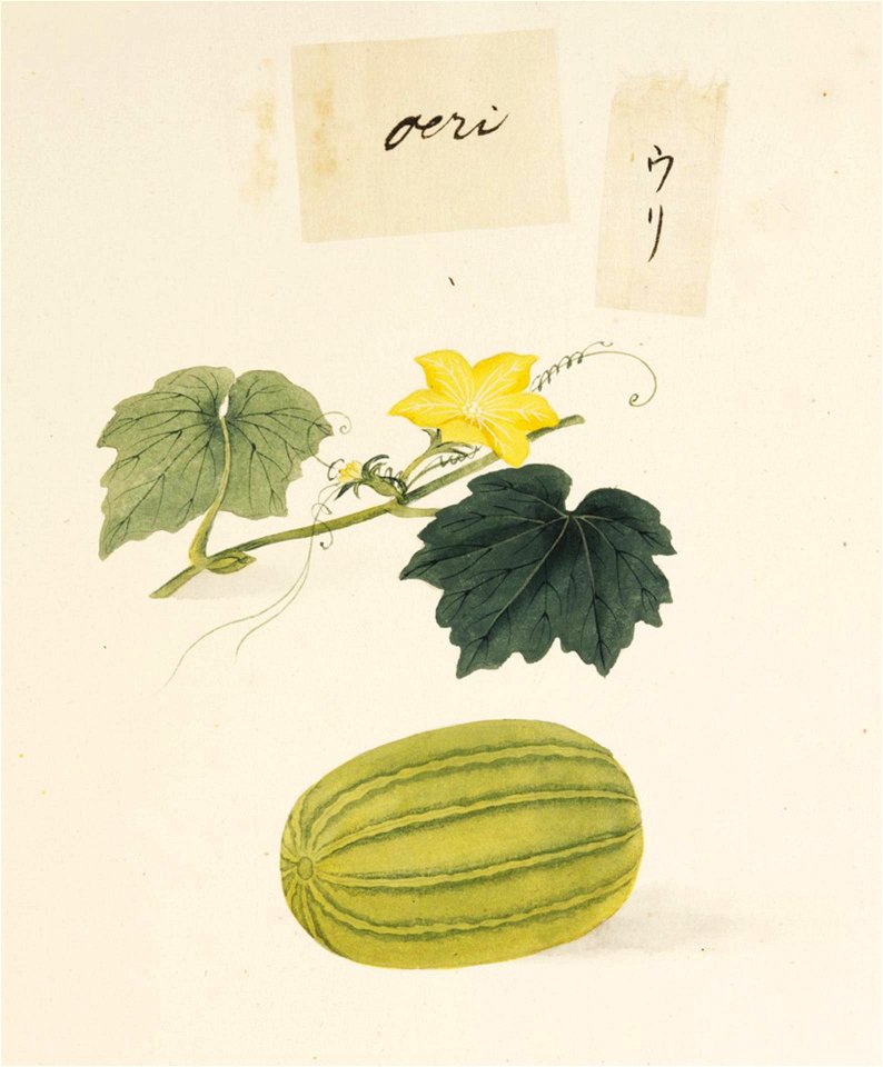 Naturalis Biodiversity Center - RMNH.ART.625 - Cucumis melo - Kawahara Keiga - 1823 - 1829 - Siebold Collection - pencil drawing - water colour