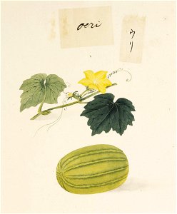 Naturalis Biodiversity Center - RMNH.ART.625 - Cucumis melo - Kawahara Keiga - 1823 - 1829 - Siebold Collection - pencil drawing - water colour