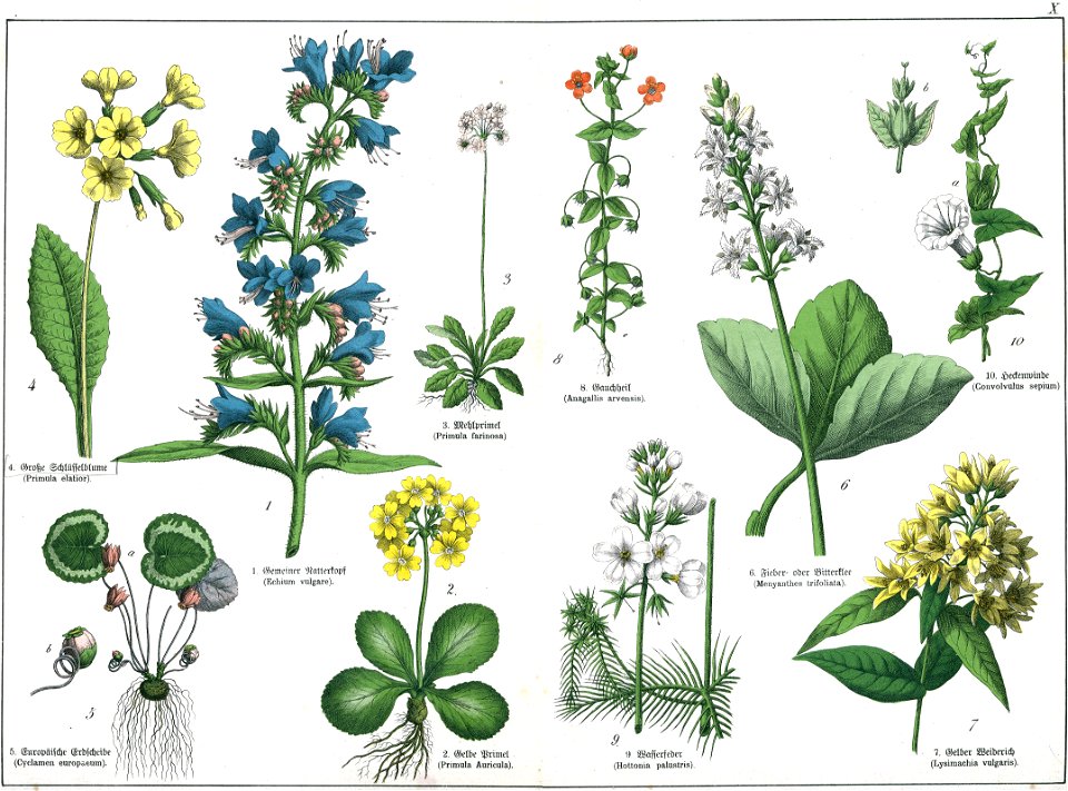 Naturgeschichte des Pflanzenreichs Tafel X