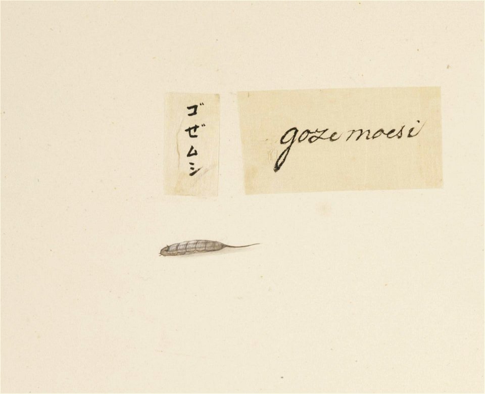 Naturalis Biodiversity Center - RMNH.ART.583 - Unidentified animal - Kawahara Keiga - 1823 - 1829 - Siebold Collection - pencil drawing - water colour