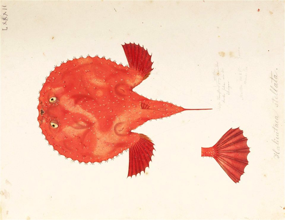 Naturalis Biodiversity Center - RMNH.ART.866 - Halientea stellata (Vahl) - Kawahara Keiga - 1823 - 1829 - Siebold Collection - pencil drawing - water colour