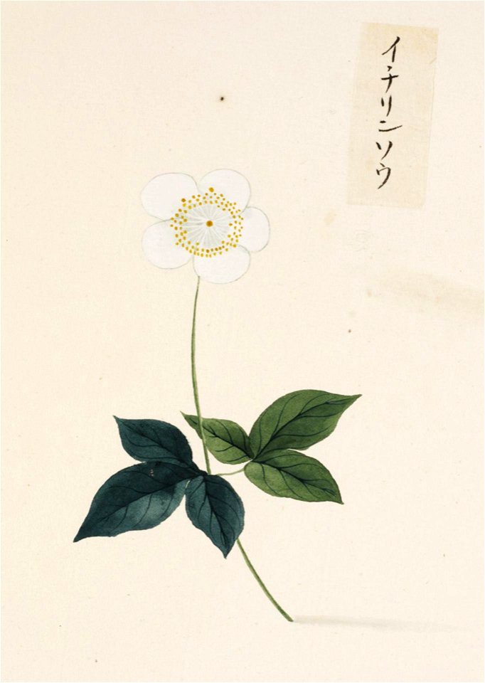 Naturalis Biodiversity Center - RMNH.ART.682 - Anemone nikoensis - Kawahara Keiga - 1823 - 1829 - Siebold Collection - pencil drawing - water colour
