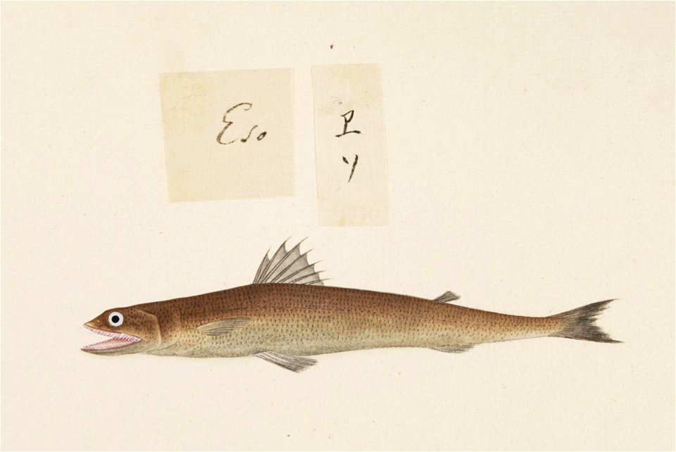 Naturalis Biodiversity Center - RMNH.ART.480 - Trachinocephalus myops - Kawahara Keiga - 1823 - 1829 - Siebold Collection - pencil drawing - water colour