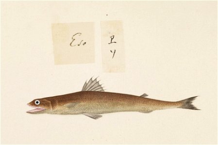 Naturalis Biodiversity Center - RMNH.ART.480 - Trachinocephalus myops - Kawahara Keiga - 1823 - 1829 - Siebold Collection - pencil drawing - water colour