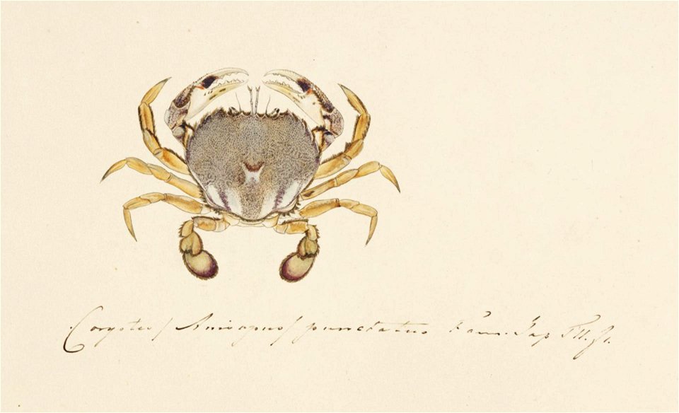 Naturalis Biodiversity Center - RMNH.ART.872 - Ovalipes punctatus - Kawahara Keiga - 1823 - 1829 - Siebold Collection - pencil drawing - water colour