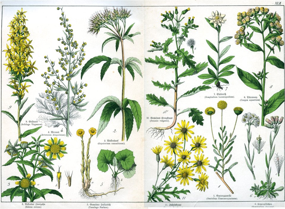 Naturgeschichte des Pflanzenreichs Tafel XLII
