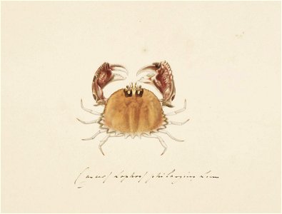Naturalis Biodiversity Center - RMNH.ART.83 - Matuta lunaris - Kawahara Keiga - 1823 - 1829 - Siebold Collection - pencil drawing - water colour