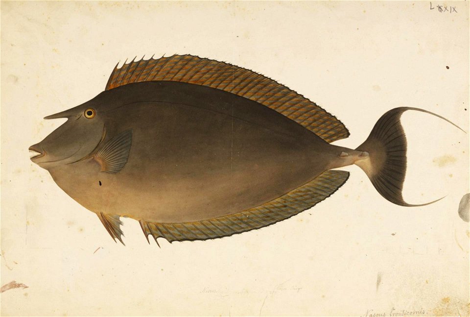 Naturalis Biodiversity Center - RMNH.ART.684 - Naso unicornis (Forsskål) - Kawahara Keiga - 1823 - 1829 - Siebold Collection - pencil drawing - water colour