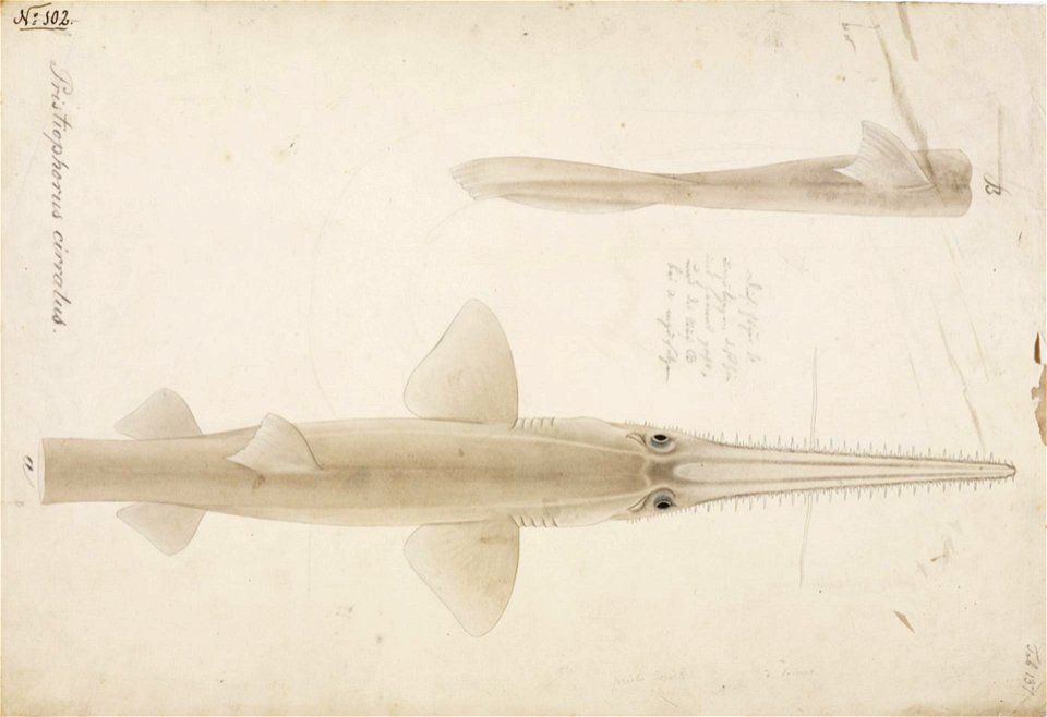 Naturalis Biodiversity Center - RMNH.ART.49 - Pristiophorus japonicus Günther - Kawahara Keiga - 1823 - 1829 - Siebold Collection - pencil drawing - water colour