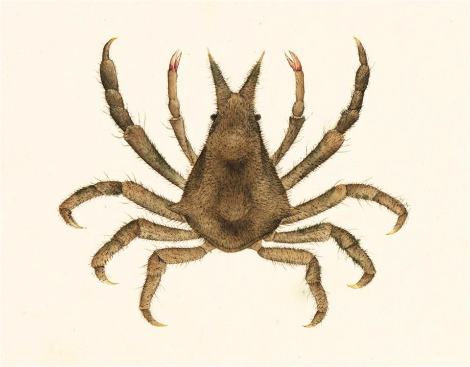Naturalis Biodiversity Center - RMNH.ART.882 - Hyastenus diacanthus - Kawahara Keiga - 1823 - 1829 - Siebold Collection - pencil drawing - water colour