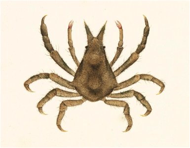 Naturalis Biodiversity Center - RMNH.ART.882 - Hyastenus diacanthus - Kawahara Keiga - 1823 - 1829 - Siebold Collection - pencil drawing - water colour
