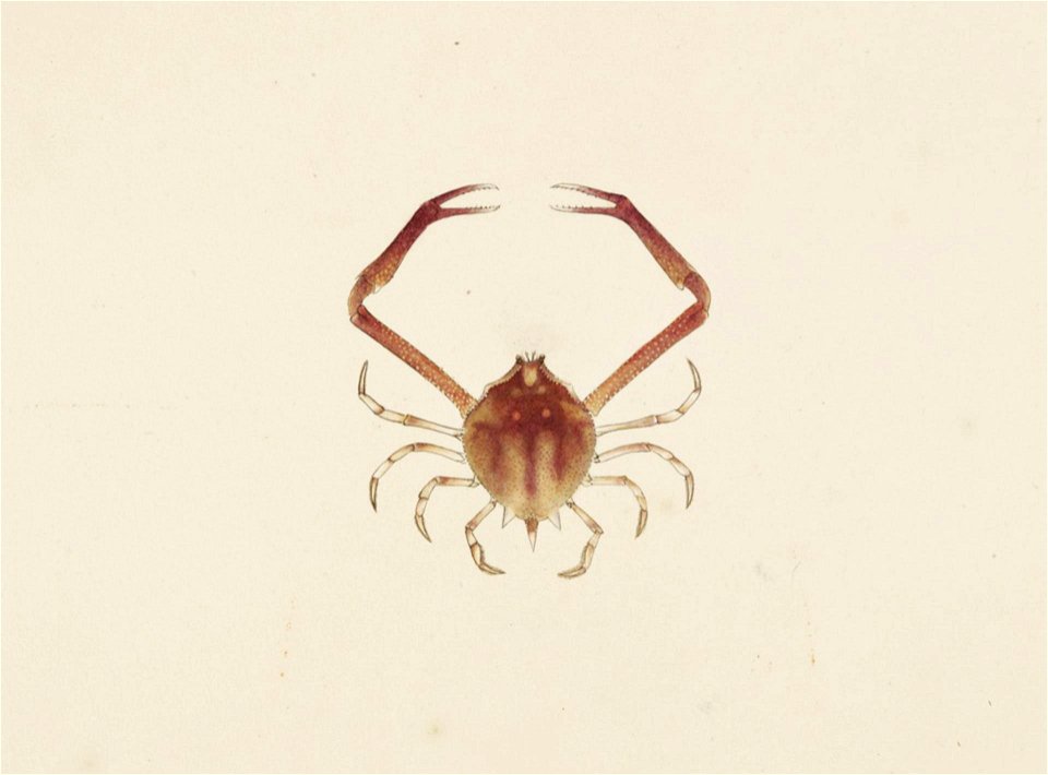 Naturalis Biodiversity Center - RMNH.ART.88 - Myra fugax - Kawahara Keiga - 1823 - 1829 - Siebold Collection - pencil drawing - water colour