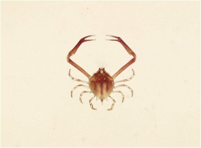 Naturalis Biodiversity Center - RMNH.ART.88 - Myra fugax - Kawahara Keiga - 1823 - 1829 - Siebold Collection - pencil drawing - water colour