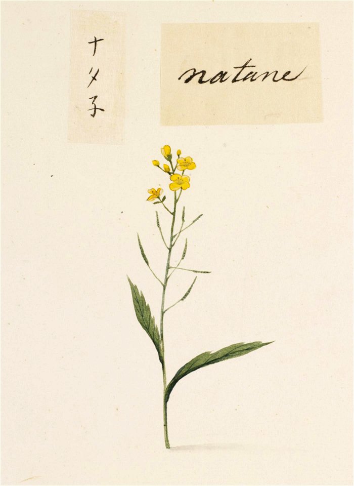 Naturalis Biodiversity Center - RMNH.ART.715 - Brassica rapa - Kawahara Keiga - 1823 - 1829 - Siebold Collection - pencil drawing - water colour