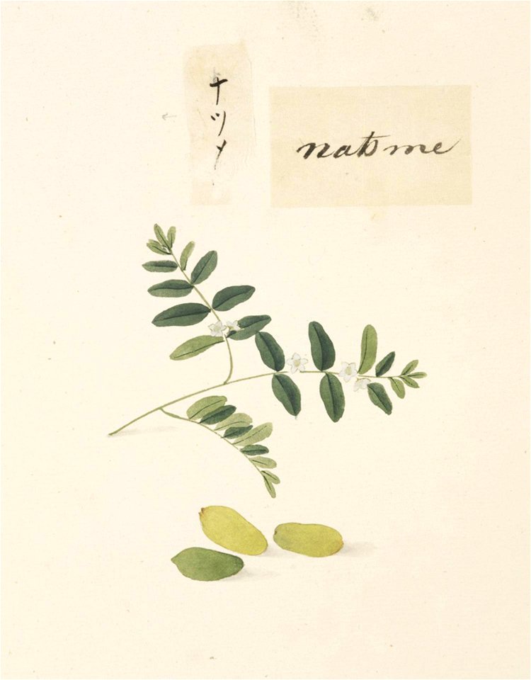 Naturalis Biodiversity Center - RMNH.ART.642 - Ziziphus jujuba - Kawahara Keiga - 1823 - 1829 - Siebold Collection - pencil drawing - water colour