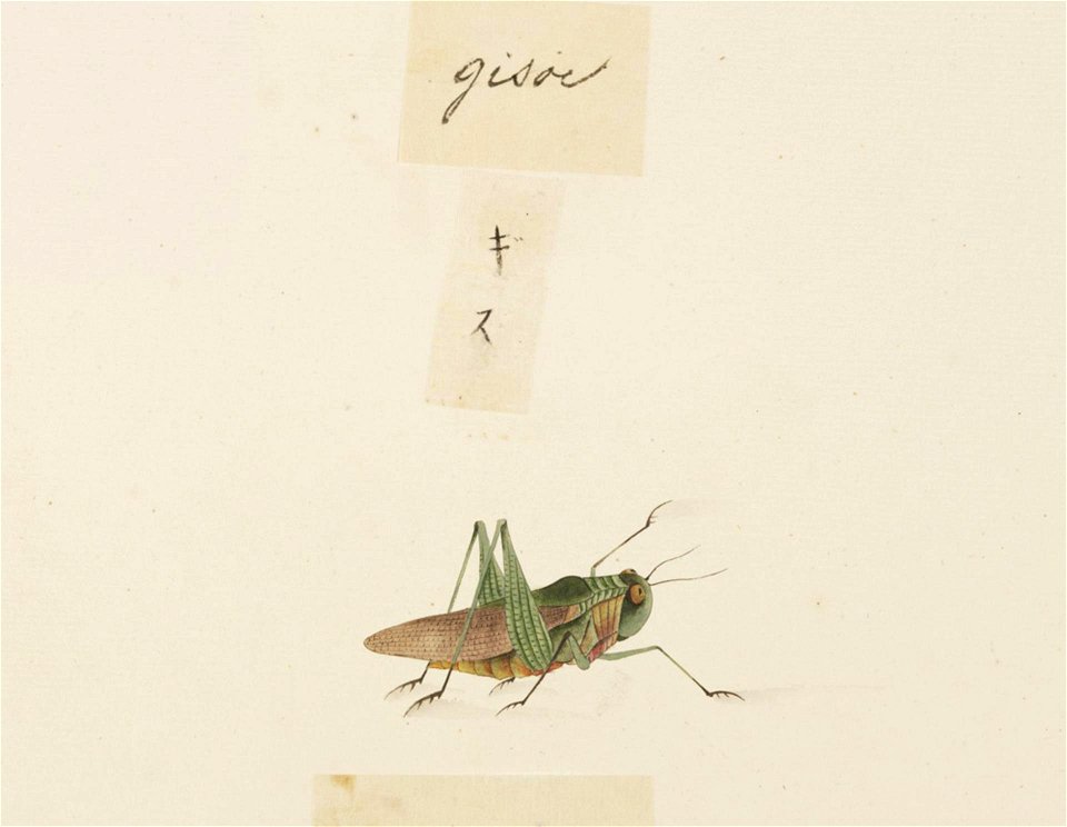 Naturalis Biodiversity Center - RMNH.ART.592 - Locusta migratoria - Kawahara Keiga - 1823 - 1829 - Siebold Collection - pencil drawing - water colour