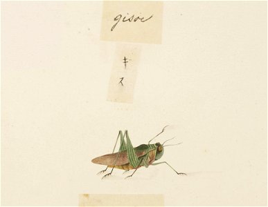 Naturalis Biodiversity Center - RMNH.ART.592 - Locusta migratoria - Kawahara Keiga - 1823 - 1829 - Siebold Collection - pencil drawing - water colour
