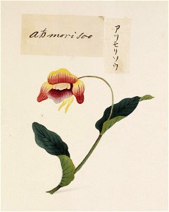 Naturalis Biodiversity Center - RMNH.ART.697 - Cypripedium macranthum - Kawahara Keiga - 1823 - 1829 - Siebold Collection - pencil drawing - water colour