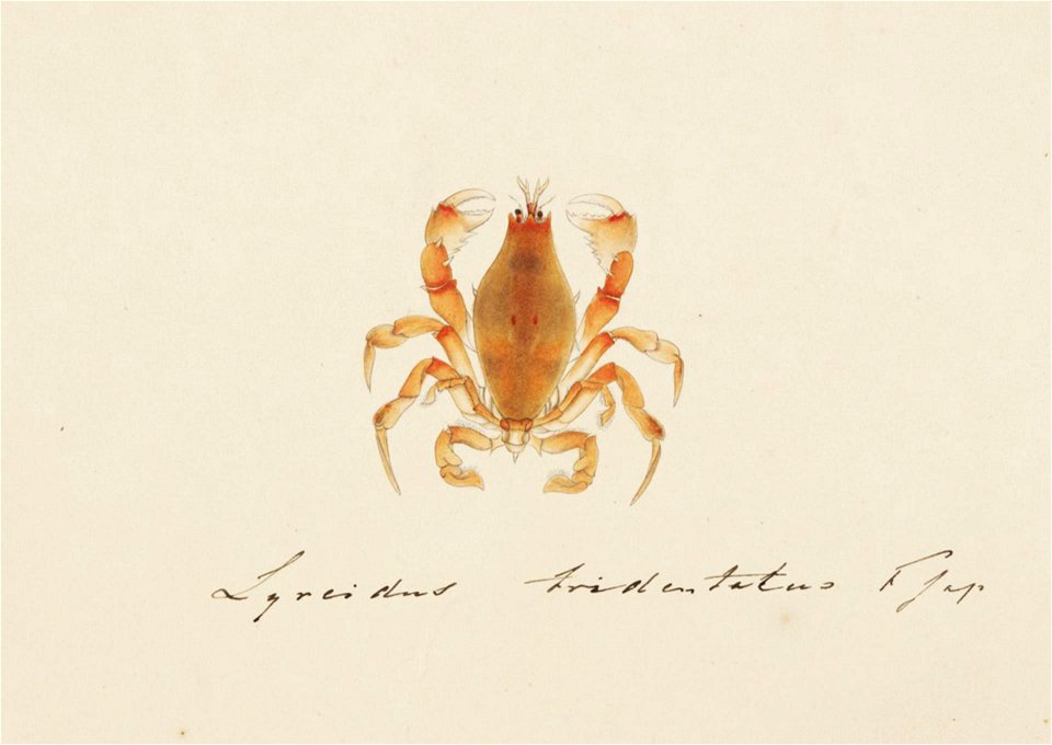 Naturalis Biodiversity Center - RMNH.ART.96 - Lyreidus brevifrons - Kawahara Keiga - 1823 - 1829 - Siebold Collection - pencil drawing - water colour