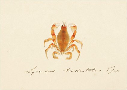Naturalis Biodiversity Center - RMNH.ART.96 - Lyreidus brevifrons - Kawahara Keiga - 1823 - 1829 - Siebold Collection - pencil drawing - water colour