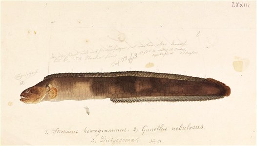 Naturalis Biodiversity Center - RMNH.ART.737 - Dictyosoma burgeri Van der Hoeven - Kawahara Keiga - 1823 - 1829 - Siebold Collection - pencil drawing - water colour