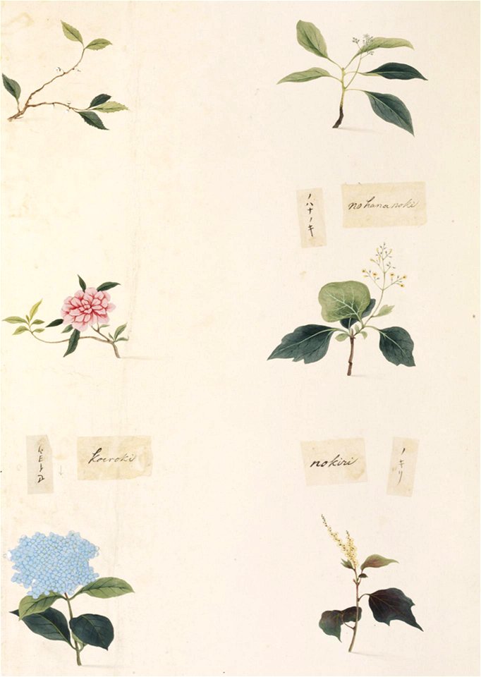 Naturalis Biodiversity Center - RMNH.ART.355 - Mallotus japonicus - Hydrangea sp. - Viburnum japonicum - indets - Kawahara Keiga - 1823 - 1829 - Siebold Collection - pencil drawing - water colour