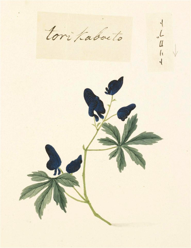 Naturalis Biodiversity Center - RMNH.ART.722 - Aconitum - Kawahara Keiga - 1823 - 1829 - Siebold Collection - pencil drawing - water colour