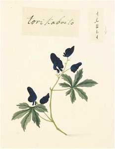Naturalis Biodiversity Center - RMNH.ART.722 - Aconitum - Kawahara Keiga - 1823 - 1829 - Siebold Collection - pencil drawing - water colour