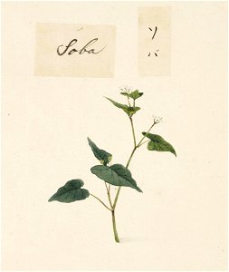 Naturalis Biodiversity Center - RMNH.ART.653 - Fagopyrum esculentum Moench - Kawahara Keiga - 1823 - 1829 - Siebold Collection - pencil drawing - water colour