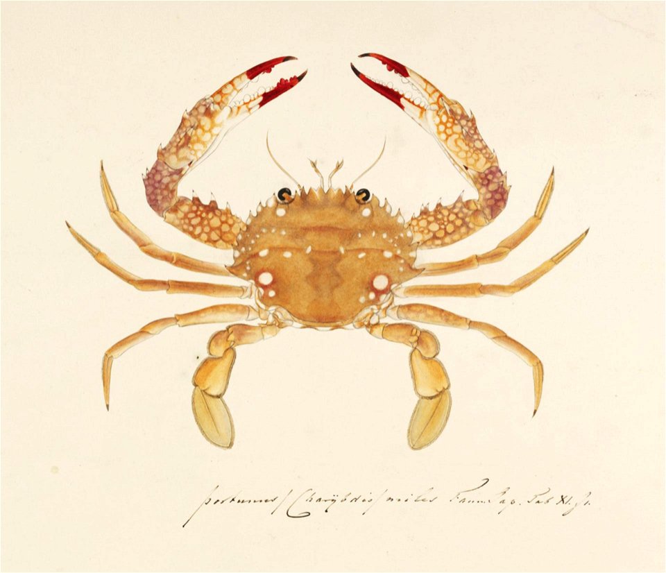 Naturalis Biodiversity Center - RMNH.ART.887 - Charybdis riversandersoni - Kawahara Keiga - 1823 - 1829 - Siebold Collection - pencil drawing - water colour