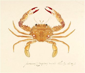 Naturalis Biodiversity Center - RMNH.ART.887 - Charybdis riversandersoni - Kawahara Keiga - 1823 - 1829 - Siebold Collection - pencil drawing - water colour