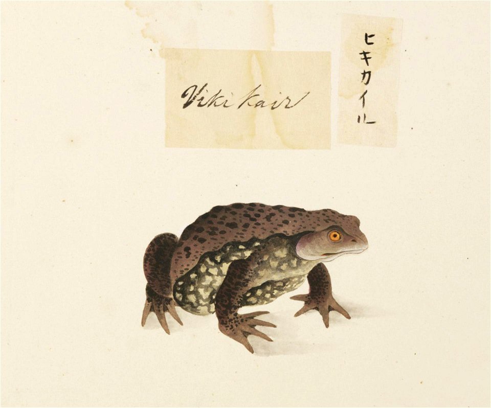 Naturalis Biodiversity Center - RMNH.ART.598 - Bufo japonicus - Kawahara Keiga - 1823 - 1829 - Siebold Collection - pencil drawing - water colour
