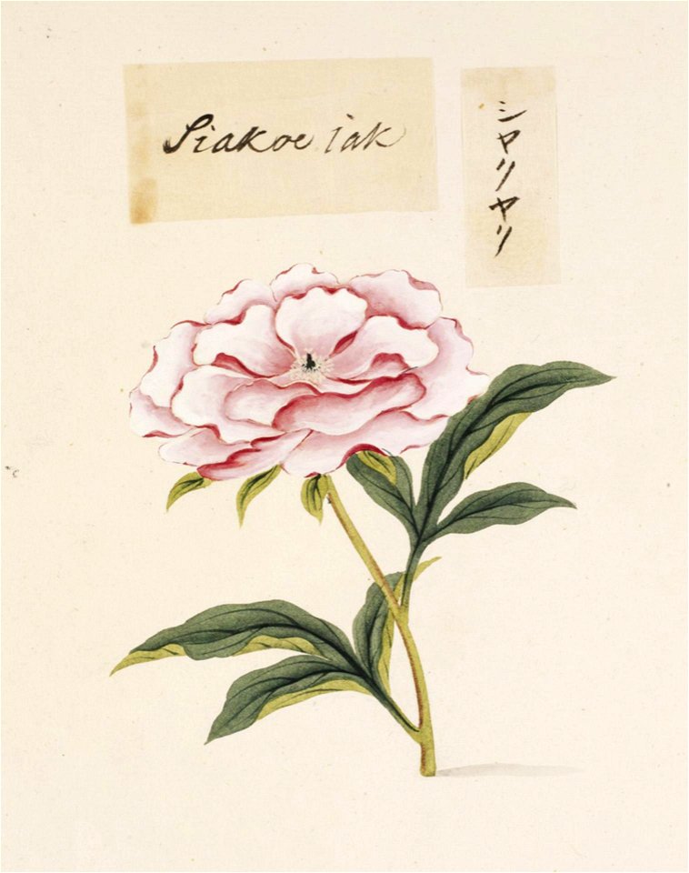Naturalis Biodiversity Center - RMNH.ART.740 - Paeonia lactiflora - Kawahara Keiga - 1823 - 1829 - Siebold Collection - pencil drawing - water colour