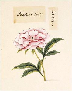 Naturalis Biodiversity Center - RMNH.ART.740 - Paeonia lactiflora - Kawahara Keiga - 1823 - 1829 - Siebold Collection - pencil drawing - water colour