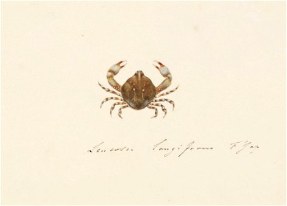 Naturalis Biodiversity Center - RMNH.ART.93 - Leucosia anatum - Kawahara Keiga - 1823 - 1829 - Siebold Collection - pencil drawing - water colour