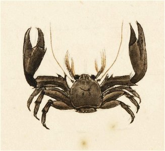 Naturalis Biodiversity Center - RMNH.ART.73 - Petrolisthes japonicus - Kawahara Keiga - 1823 - 1829 - Siebold Collection - pencil drawing - water colour