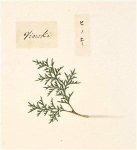 Naturalis Biodiversity Center - RMNH.ART.856 - Chamaecyparis obtusa - Kawahara Keiga - 1823 - 1829 - Siebold Collection - pencil drawing - water colour