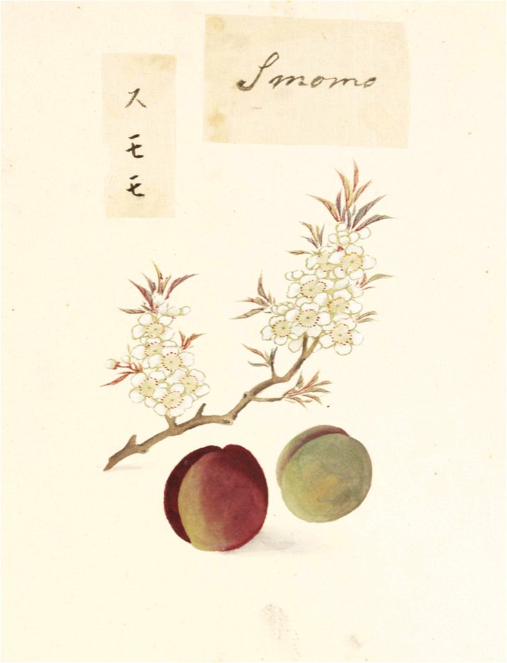 Naturalis Biodiversity Center - RMNH.ART.644 - Prunus salicina - Kawahara Keiga - 1823 - 1829 - Siebold Collection - pencil drawing - water colour