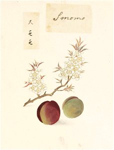 Naturalis Biodiversity Center - RMNH.ART.644 - Prunus salicina - Kawahara Keiga - 1823 - 1829 - Siebold Collection - pencil drawing - water colour