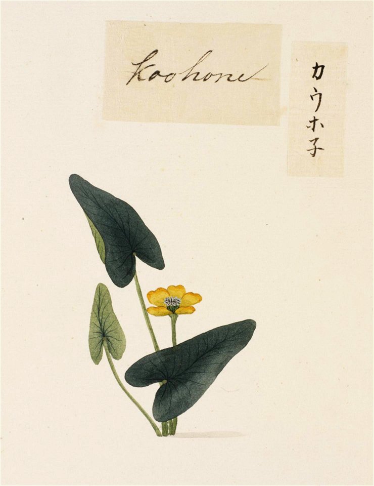 Naturalis Biodiversity Center - RMNH.ART.744 - Nuphar japonicum - Kawahara Keiga - 1823 - 1829 - Siebold Collection - pencil drawing - water colour