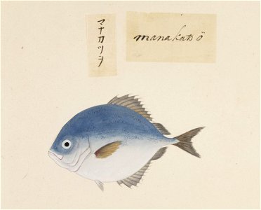Naturalis Biodiversity Center - RMNH.ART.495 - Pampus argenteus (Euphrasen) - Kawahara Keiga - 1823 - 1829 - Siebold Collection - pencil drawing - water colour