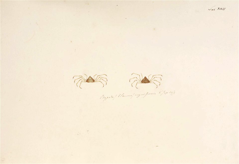 Naturalis Biodiversity Center - RMNH.ART.874 - Trigonoplax unguiformis - Kawahara Keiga - 1823 - 1829 - Siebold Collection - pencil drawing - water colour