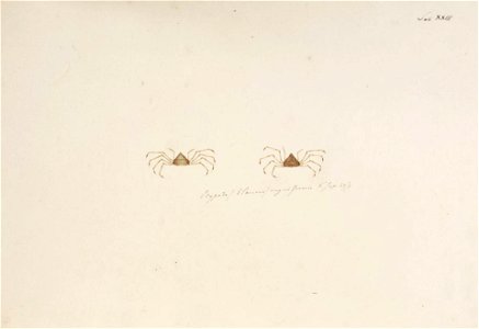 Naturalis Biodiversity Center - RMNH.ART.874 - Trigonoplax unguiformis - Kawahara Keiga - 1823 - 1829 - Siebold Collection - pencil drawing - water colour