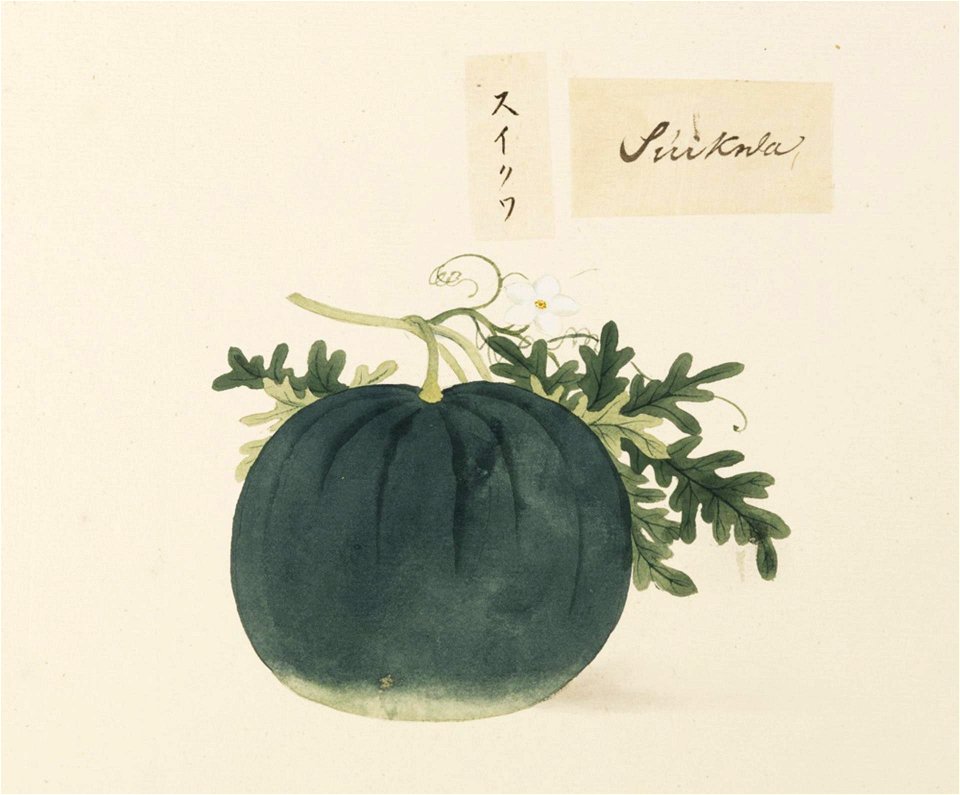 Naturalis Biodiversity Center - RMNH.ART.615 - Citrullus lanatus - Kawahara Keiga - 1823 - 1829 - Siebold Collection - pencil drawing - water colour