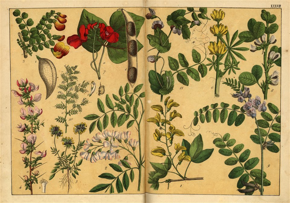 Naturgeschichte des Pflanzenreichs, Eßlingen 1870 - Tafel 037