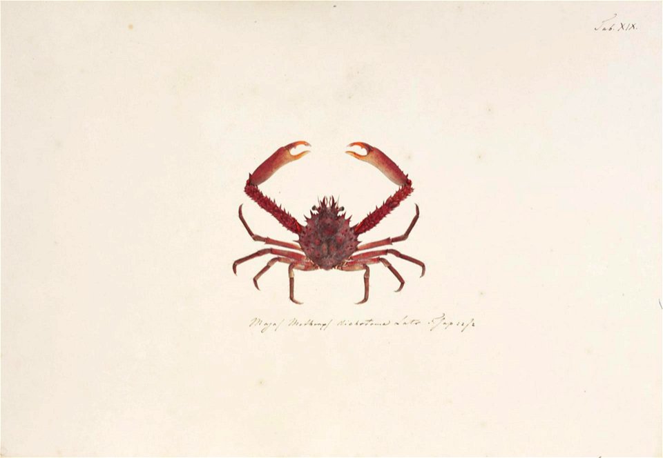 Naturalis Biodiversity Center - RMNH.ART.885 - Schizophrys aspera - Kawahara Keiga - 1823 - 1829 - Siebold Collection - pencil drawing - water colour