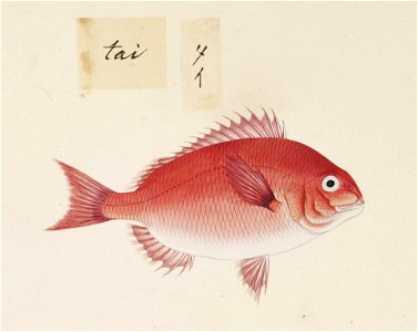 Naturalis Biodiversity Center - RMNH.ART.509 - Pagrus major perhaps - Kawahara Keiga - 1823 - 1829 - Siebold Collection - pencil drawing - water colour
