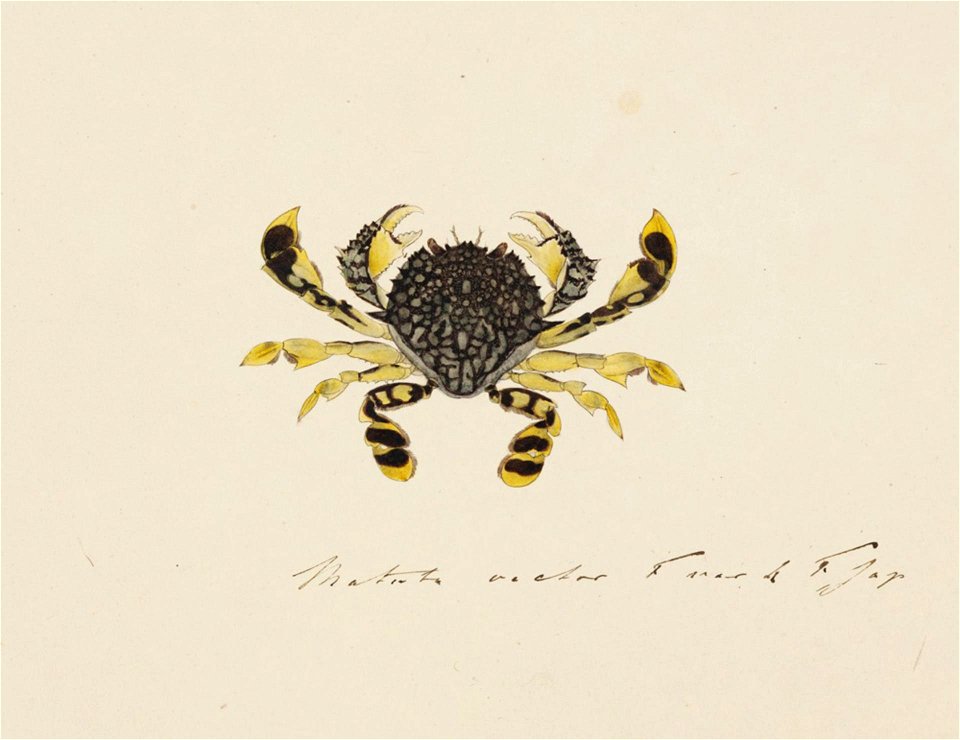Naturalis Biodiversity Center - RMNH.ART.87 - Matuta planipes - Kawahara Keiga - 1823 - 1829 - Siebold Collection - pencil drawing - water colour