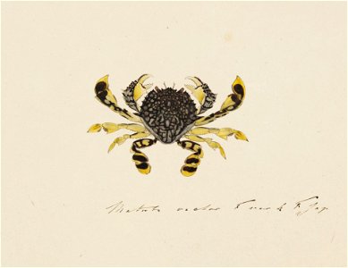 Naturalis Biodiversity Center - RMNH.ART.87 - Matuta planipes - Kawahara Keiga - 1823 - 1829 - Siebold Collection - pencil drawing - water colour